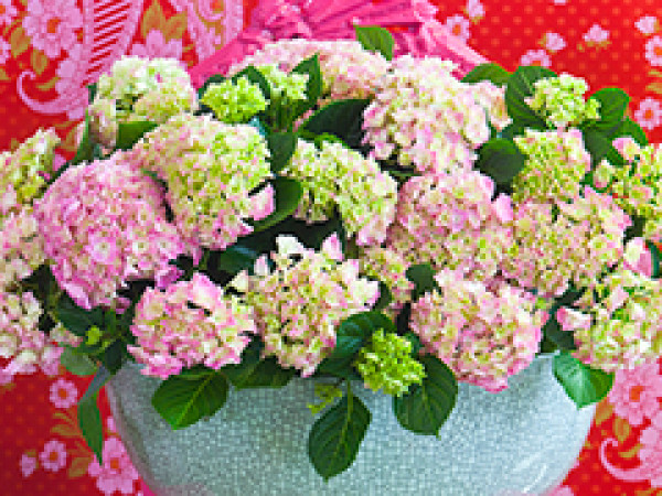 Happy Hydrangea