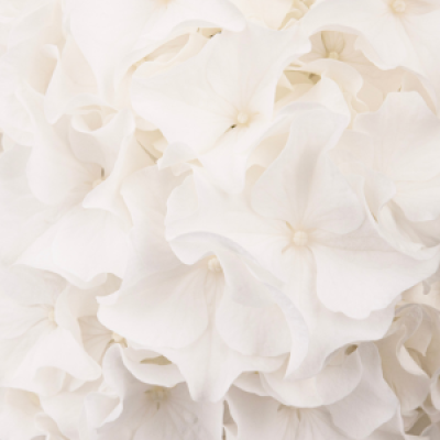 Hi Wave White