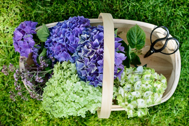 Hortensia stekken groot