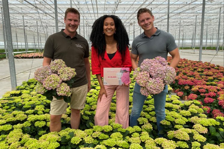 Winnaar benchmark hortensia RFH